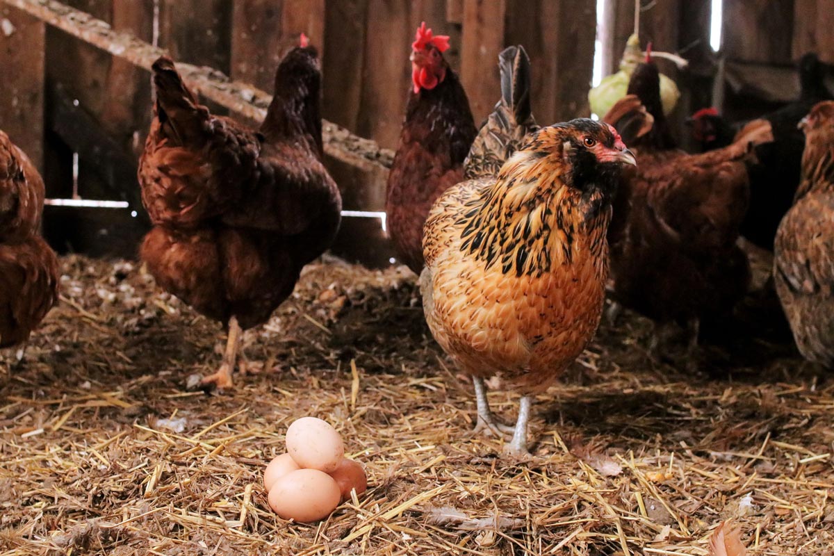 چرا مرغ‌ها تخم خود را می‌خورند؟