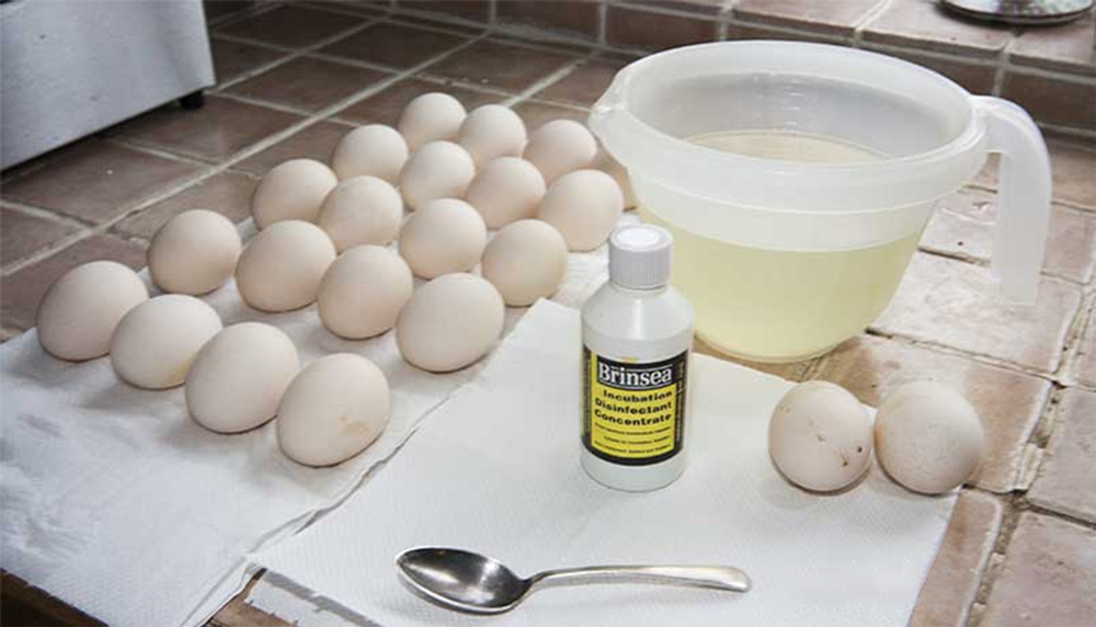 شستن تخم‌ها با محلول ضدعفونی‌کننده مخصوص