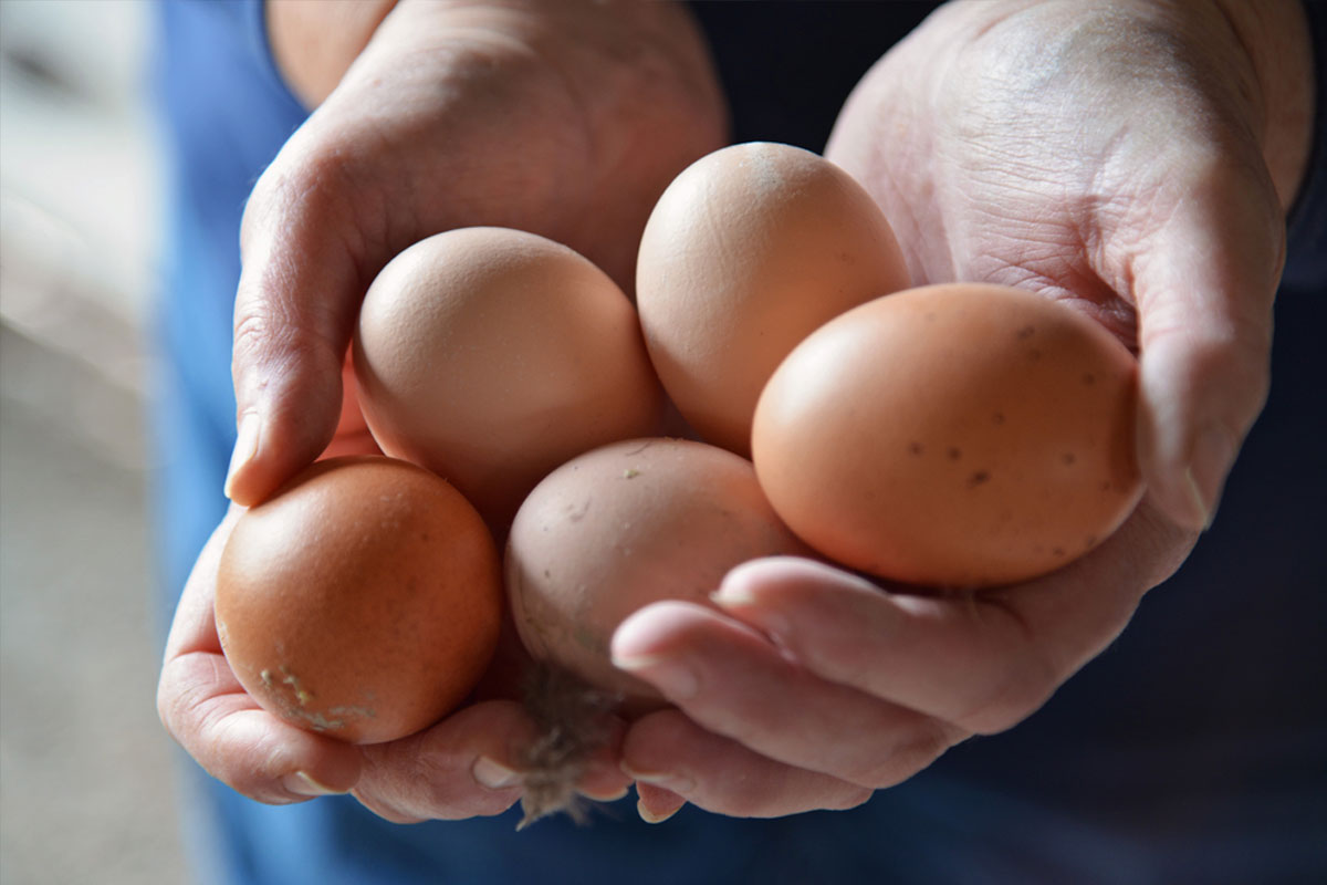 جمع‌آوری و نگهداری تخم‌ها برای جوجه‌کشی